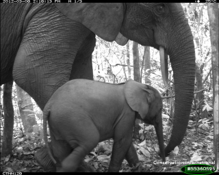 African bush elephants (Loxodonta africana) in Nouabale Ndoki National Park, Republic of Congo. This species is listed as vulnerable by the IUCN.
